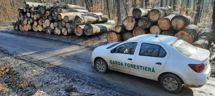 Törvénytelen fakivágások a nyugati régió erdőiben